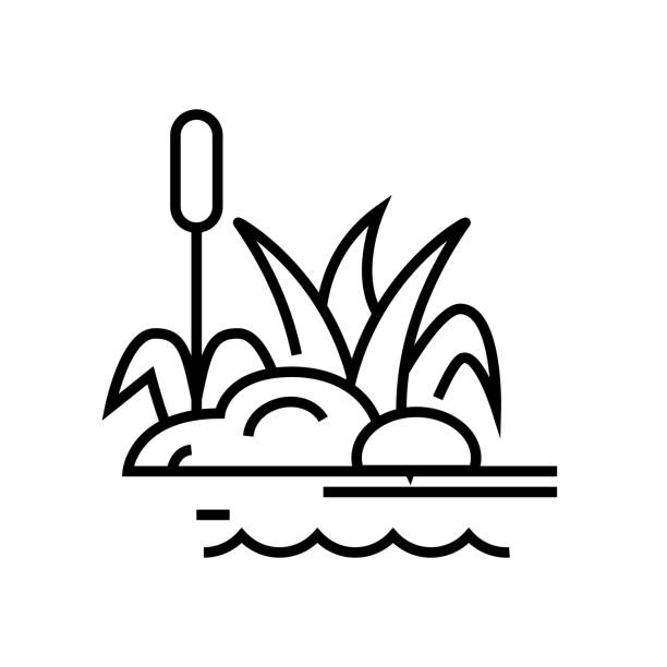 illustrations, cliparts, dessins animés et icônes de icône de ligne de plantes de marais, signe de concept, illustration de vecteur de contour, symbole linéaire - zone humide