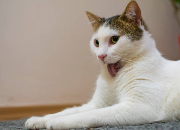 istock Cute white cat sits inside the house 1210193952