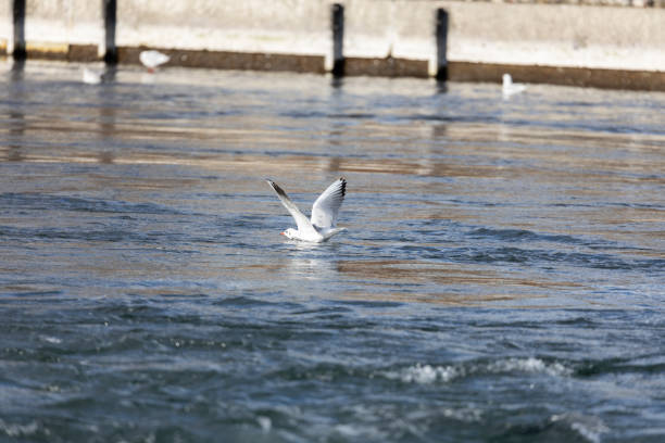 White seagull in the air with open wings.  White feathered waterfowl.  Urban and small birds.