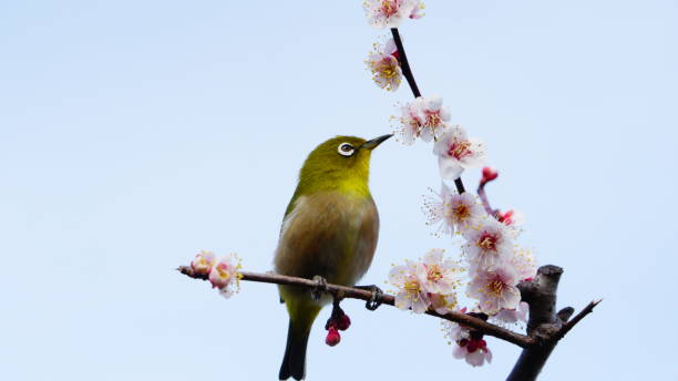 istock Plum tree and white-eye, Osaka, Japan 1210197483