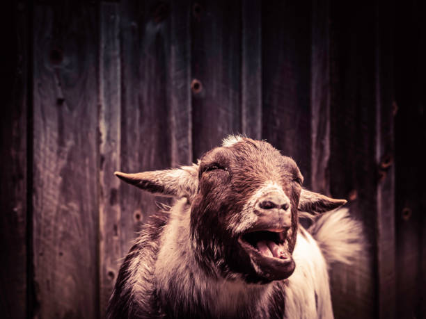 istock Goat yawning with a funny expression on his face 1210197919