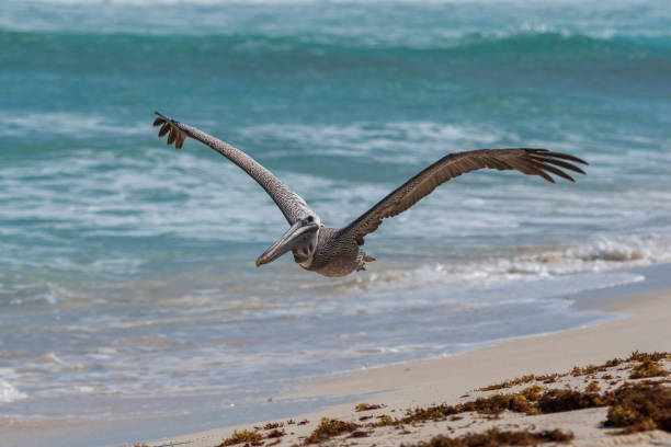 A pelican flying just above the waves on a beach in Cancun, Mexico
