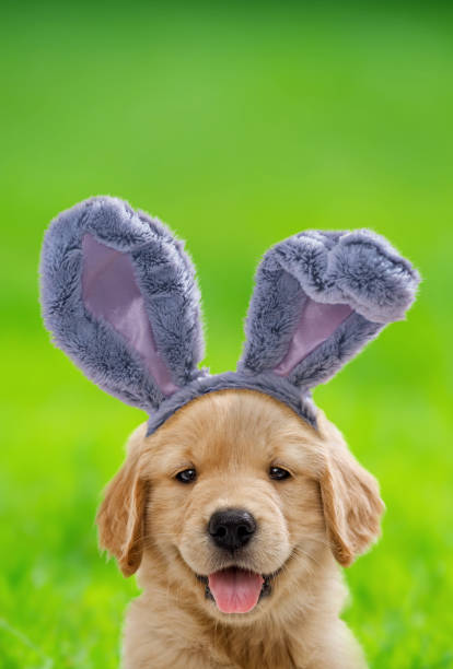 istock Cute puppy wearing gray fluffy Easter Bunny Ears again a grass background 1210198064
