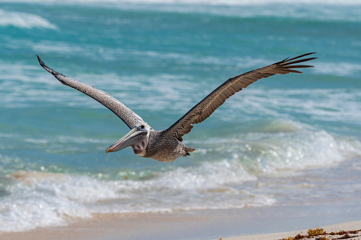 A pelican flying just above the waves on a beach in Cancun, Mexico