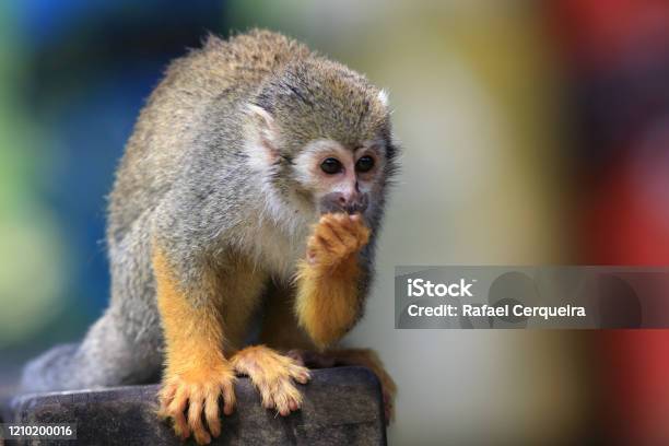 Squirrel Monk Stock Photo - Download Image Now - Brazil, Vervet Monkey, Animal