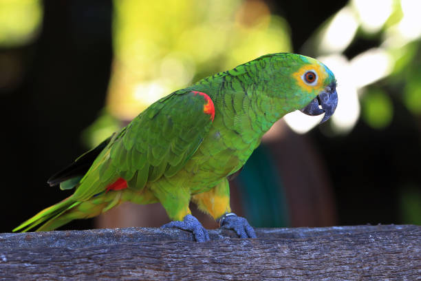 Turquoise-fronted Parrot Photo of parrot feeding in Brazil amazona aestiva stock pictures, royalty-free photos & images