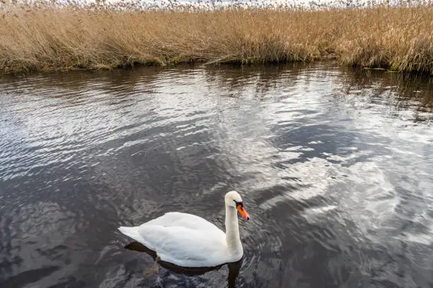 Fantastic day at the Federsee natural world heritage site near Bad Buchau, Upper Swabia, Germany.