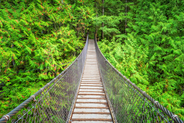 istock Suspension bridge in Lynn Canyon Park Vancouver Canada 1210201238