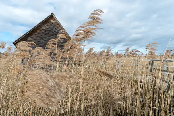 Fantastic day at the Federsee natural world heritage site near Bad Buchau, Upper Swabia, Germany.