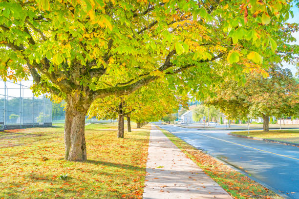 Treelined street in West Point Grey, an affluent residential neighbourhood of Vancouver Canada.