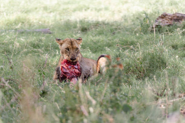 Lioness with a Fresh Kill An African lioness lounges in the grass with a fresh kill for breakfast as the sun rises at Lake Nakuru National Park. lake nakuru national park stock pictures, royalty-free photos & images