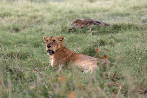 istock Lioness Relaxes in the Grass 1210203044