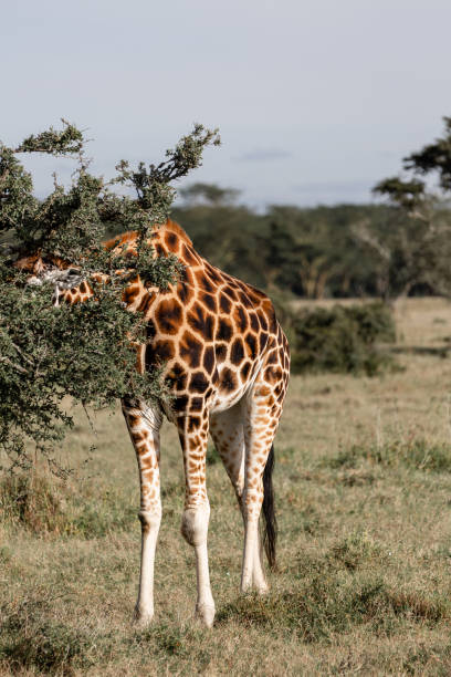 istock African Giraffes Eating Leaves 1210203103