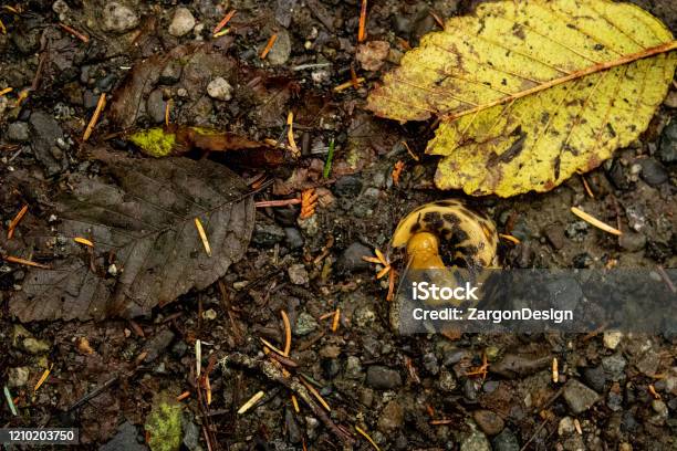 Banana Slug Stock Photo - Download Image Now - Banana Slug, Canada, Dirt