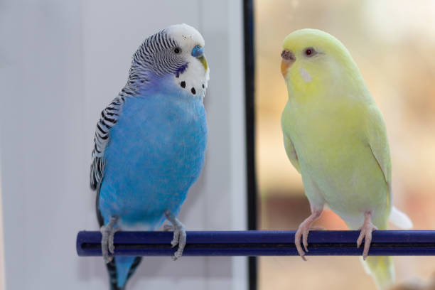 istock Two domestic wavy parrots sit on a branch. Birds 1210204601