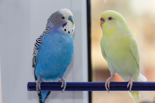 Two domestic wavy parrots sit on a branch. Birds