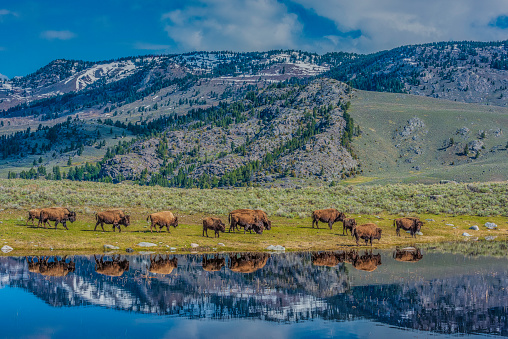 Herd of bison or buffalo crossing bridge in the Yellowstone Ecosystem in Wyoming, in northwestern USA. Nearest cities are Gardiner, Cooke City, Bozeman and Billings Montana, Denver, Colorado, Salt Lake City, Utah and Jackson, Wyoming.
