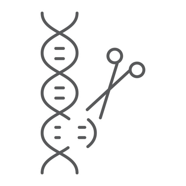 Genome editing thin line icon, technology and dna, dna editing sign, vector graphics, a linear pattern on a white background, eps 10. Genome editing thin line icon, technology and dna, dna editing sign, vector graphics, a linear pattern on a white background, eps 10 gene editing stock illustrations