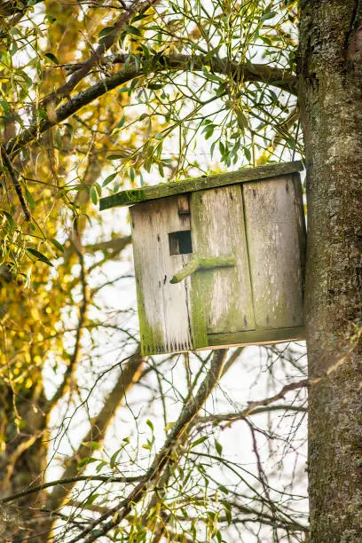 Nesting-box on the e tree in a forest in spring on sunny morning.