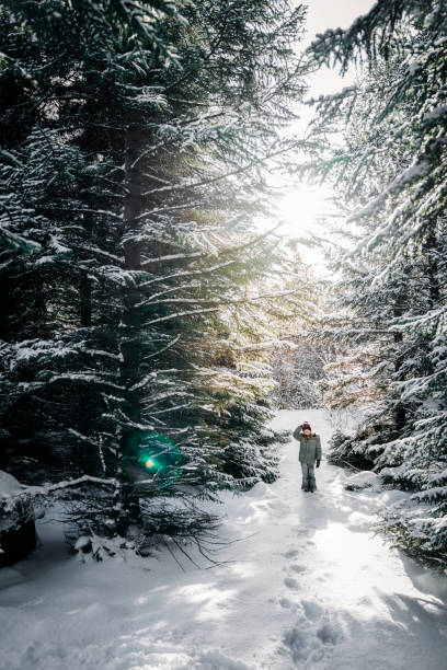 istock Winter snowy day in a beautiful forest 1210206351