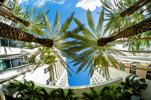 Beautiful Miami Beach fish eye cityscape with art deco architecture and majestic palm trees.
