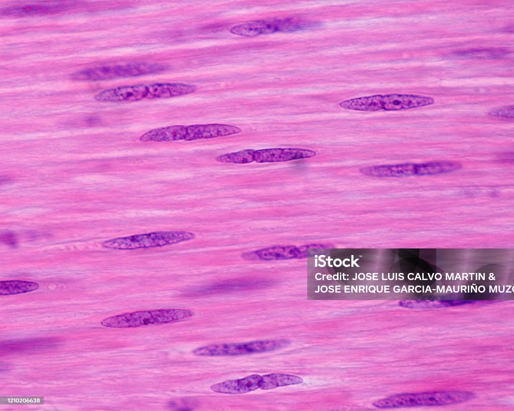 Smooth Muscle Cells Stock Photo - Download Image Now - Muscle Fiber, Smooth  Muscle, Microscope - iStock