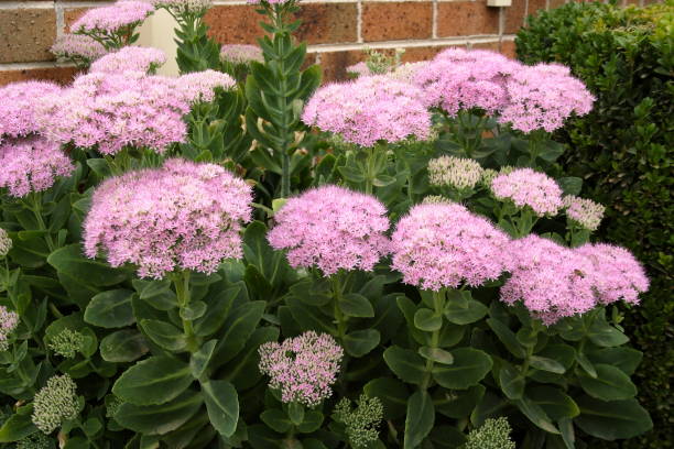 istock Flowering Autumn Joy Succulent Plant 1210206659