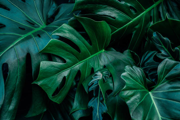 istock green leaves for background and wallpaper 1210207444