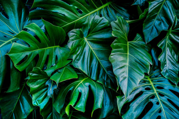 istock green leaves for background and wallpaper 1210207445