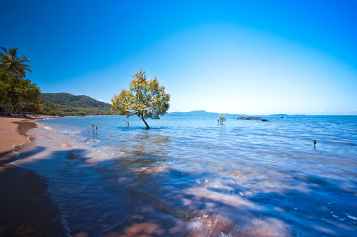 An awe-inspiring seascape with trees in the sea and mountains in the background