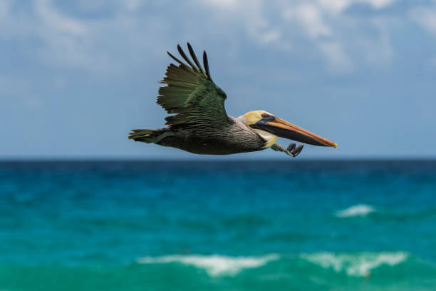 istock Pelican in Flight at the Beach 1210209105