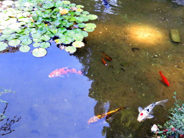 istock Colored carp and goldfish swimming in the water 1210209131
