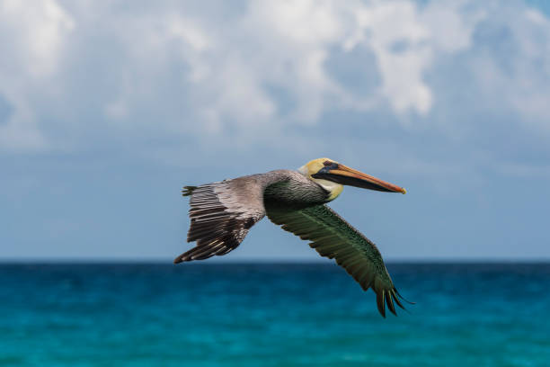 istock Pelican in Flight at the Beach 1210211322