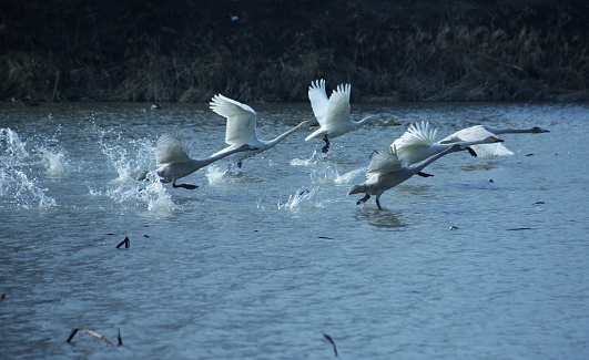 The swan, a winter migratory bird, flies to Jisan Saetgang Ecological Park in Gumi in November, wintering and flying north in February.