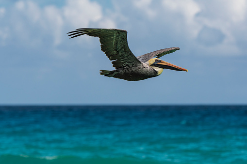 Flying pelican bird