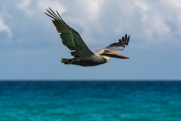 istock Pelican in Flight at the Beach 1210213448