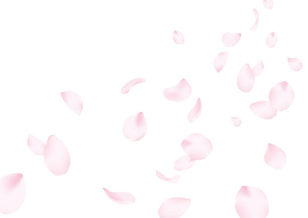 illustrations, cliparts, dessins animés et icônes de fond de fleurs de cerise - pétale illustrations