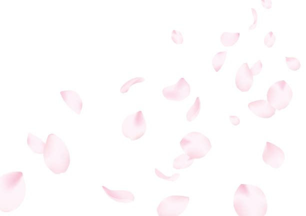 latar belakang bunga sakura - bunga sakura ilustrasi stok