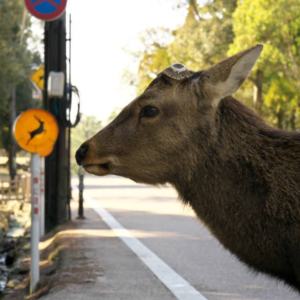 istock Deer at pedestrian crossing at Nara Park 1210214437