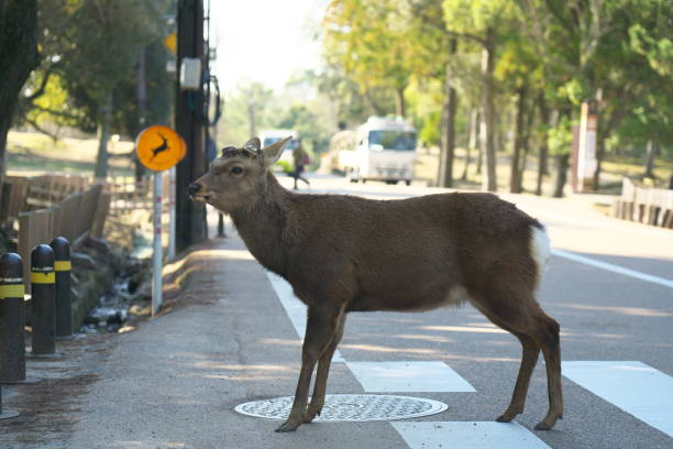 istock Deer at pedestrian crossing at Nara Park 1210214480