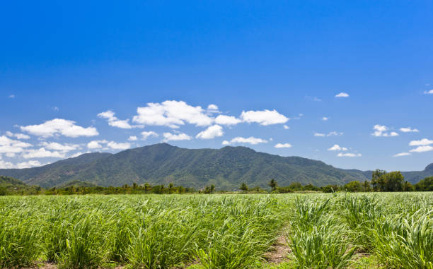 Sugar cane field in australia