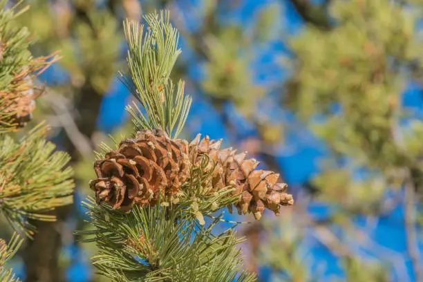 Limber Pine tree with cone on the tree. Pinus flexilis.