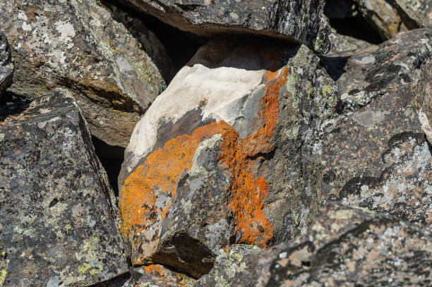 Xanthoria elegans, commonly known as the elegant sunburst lichen, found where the least chipmunk (Neotamias minimus) uses as a perch and bathroom. Yellowstone National Park