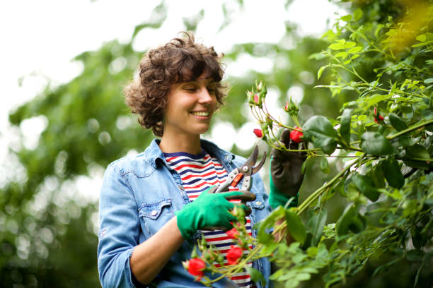 happy gardener pruning rose bush Portrait of happy gardener pruning rose bush green fingers stock pictures, royalty-free photos & images