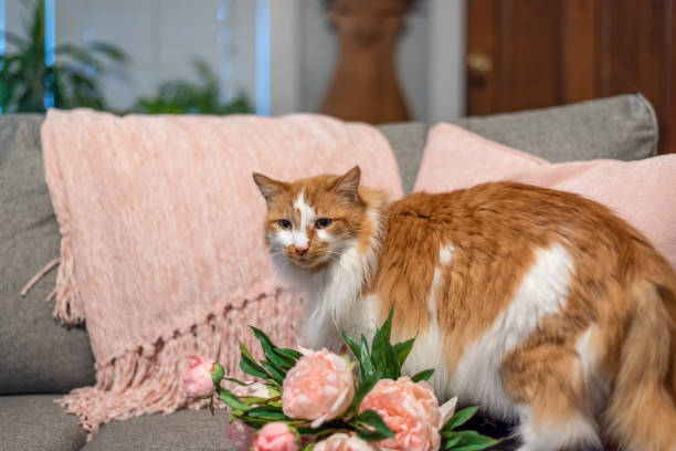 istock Orange and white tabby cat on the couch 1210222052