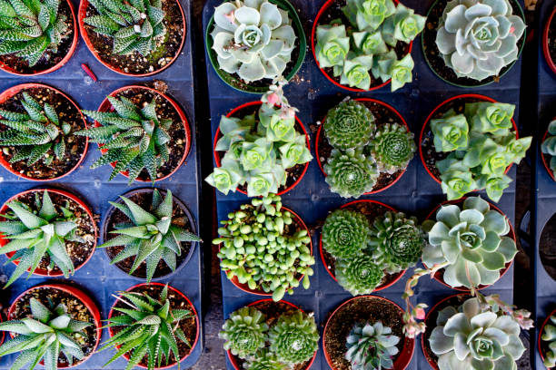istock A Beautiful Display Of Small Ornamental Succulents 1210222923