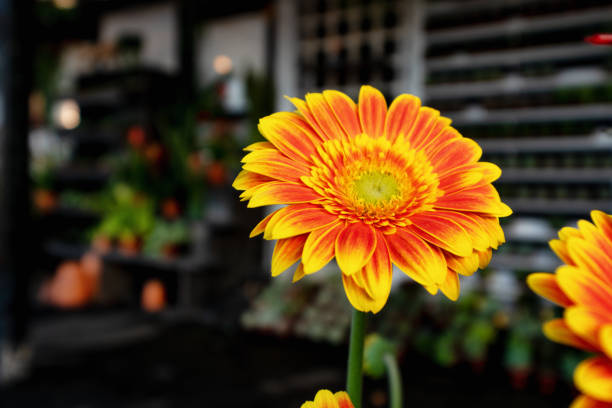 Gerber daisies in bright yellow and orange displayed