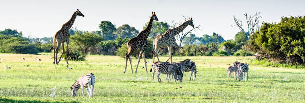 istock wildlife in Africa 2020 1210223856