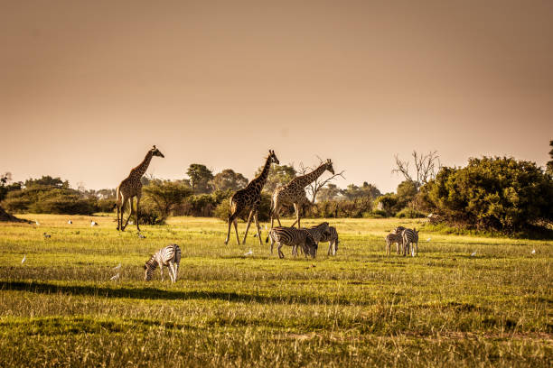 istock wildlife in Africa 2020 1210223859