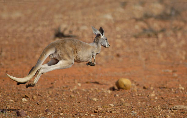 istock Kangaroo on the run in outback Queensland 1210223949